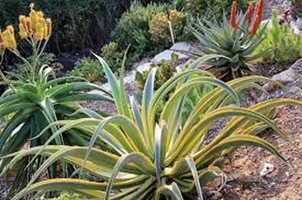 Agave vilmoriniana