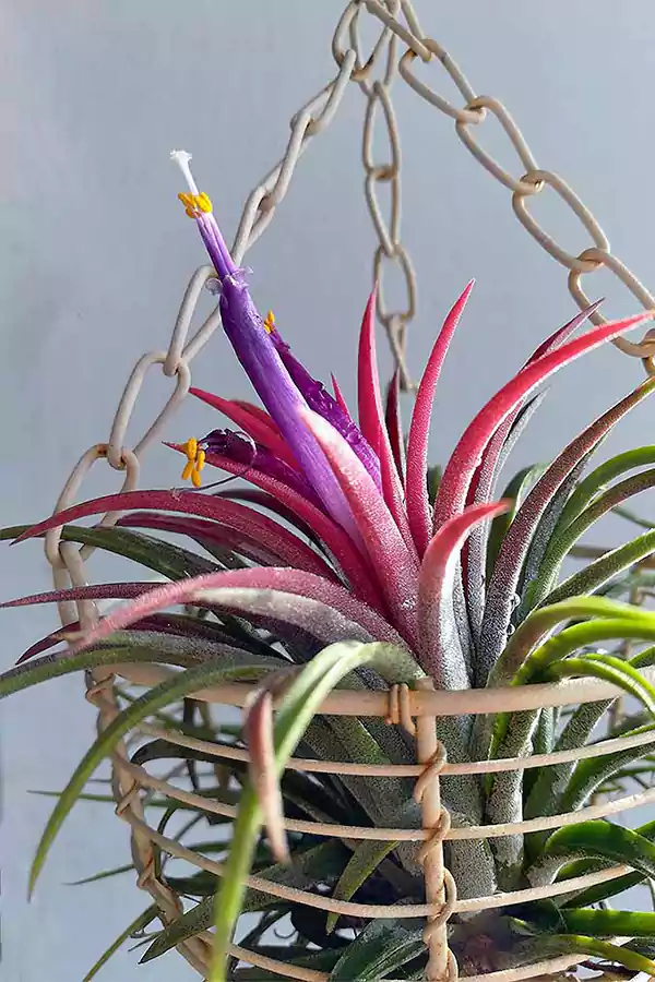 Air Plant