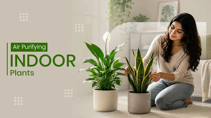 Air-Purifying-Indoor-Plants (1)
