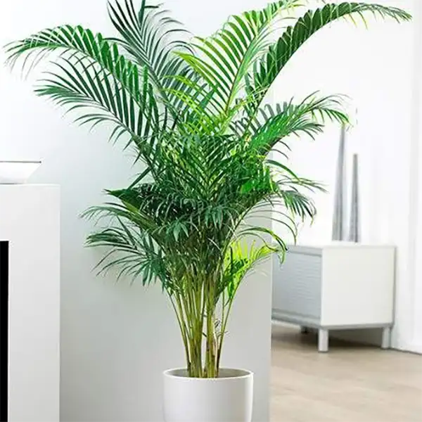 Areca Palm Plant