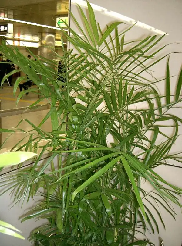 Bamboo Palm Plant