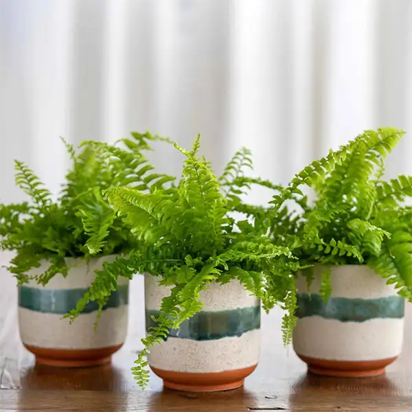 Boston Fern Plant