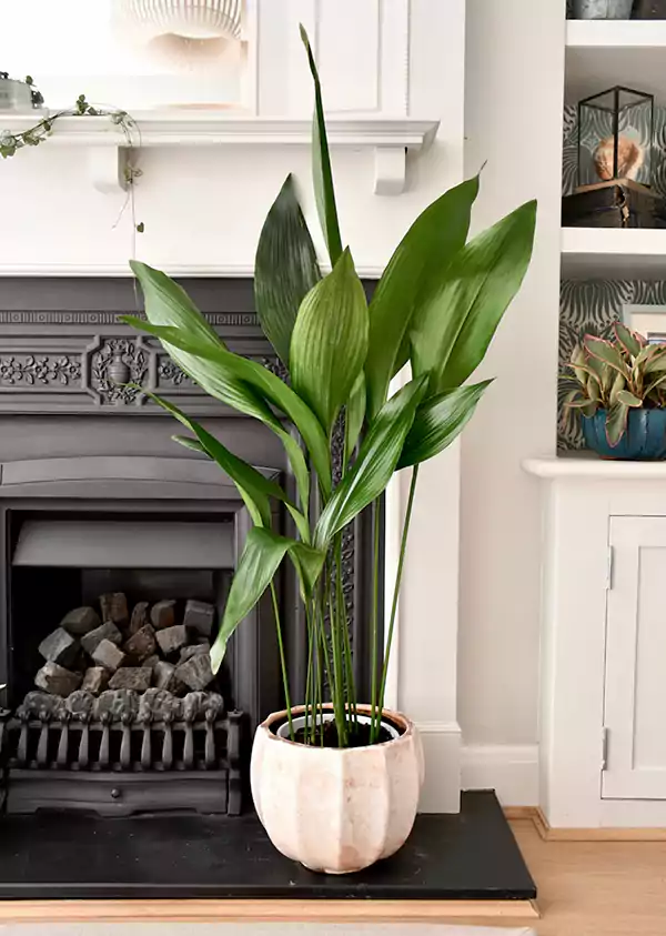 Cast Iron Plant