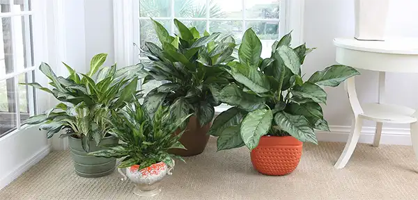 Chinese Evergreen Plant