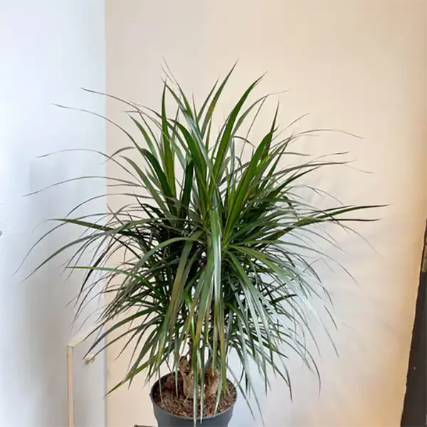 Dracaena Plant