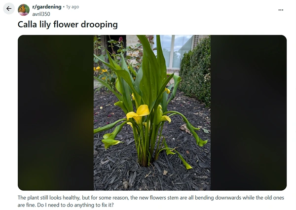 Drooping Calla Flowers