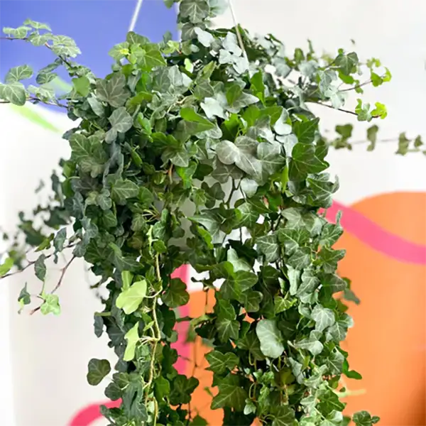 English Ivy Plant