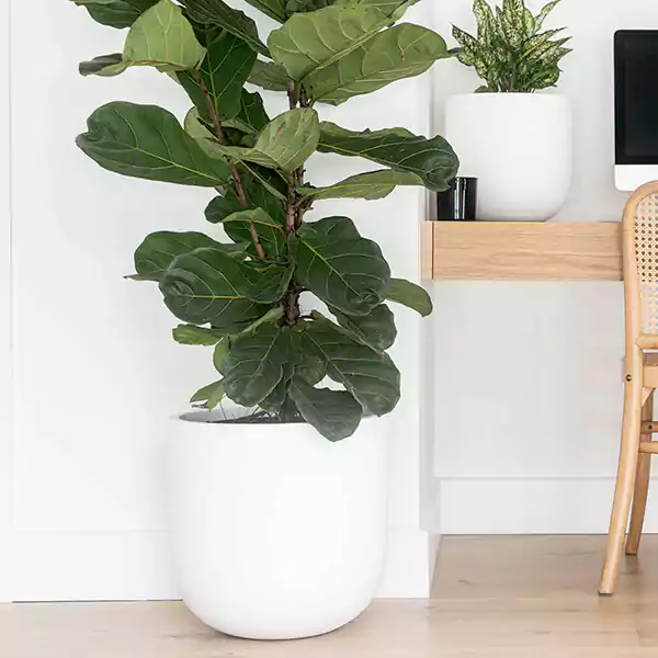 Fiddle Leaf Fig