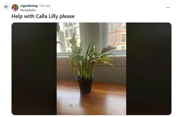 Flowering Issue in Calla Lily