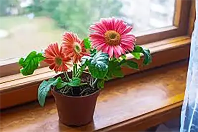 Gerbera Daisy Plant
