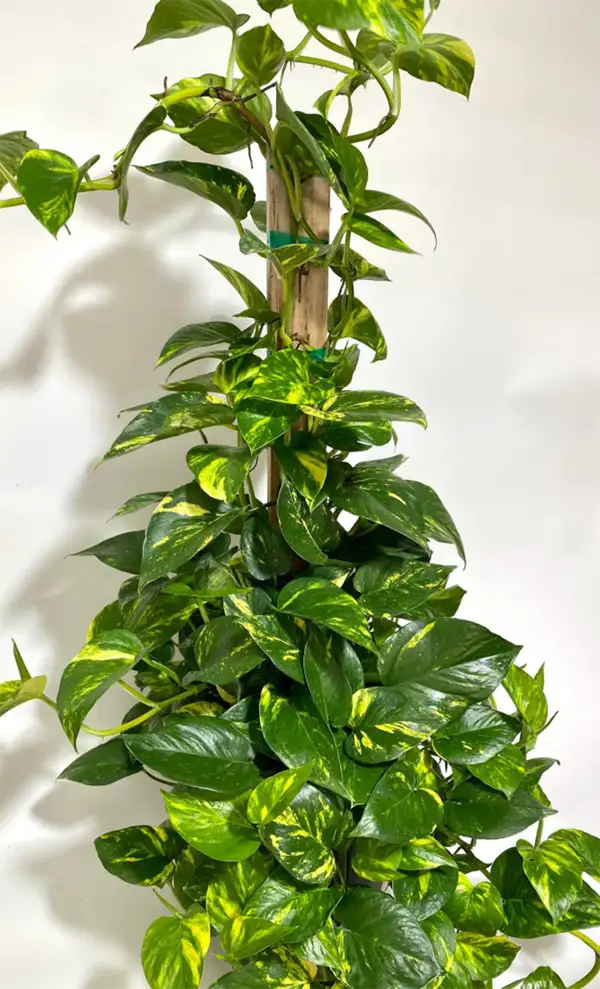 Golden Pothos Plant
