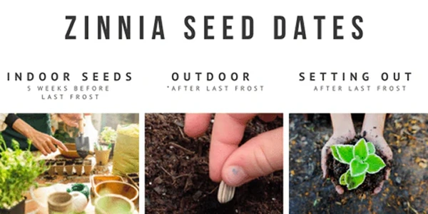 How to Grow Zinnia