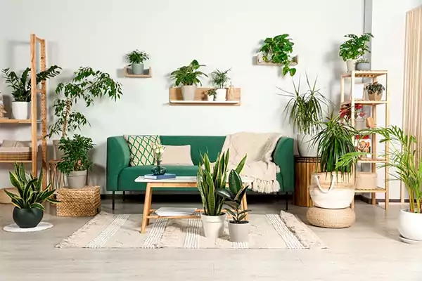 Indoor Plants That Brighten Living Room Decor Naturally