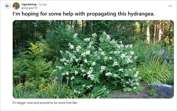 Large Hydrangea Plant