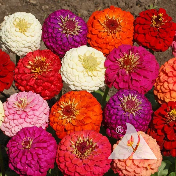 Lilliput Zinnias