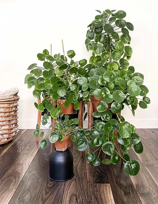 Money Plant