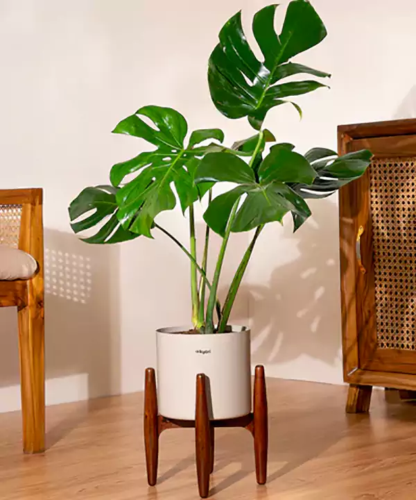 Monstera