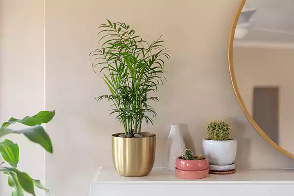 Parlor Palm