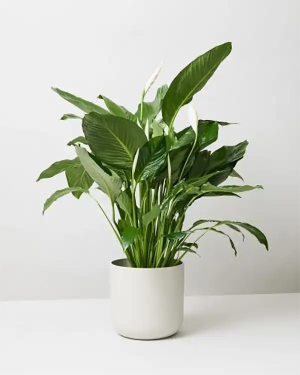 Peace Lily Plant