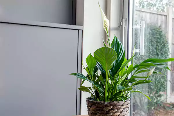 Peace Lily