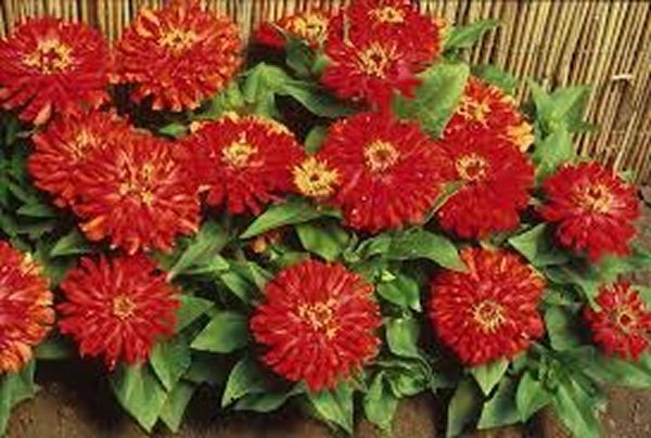 Peter Pan Zinnias 