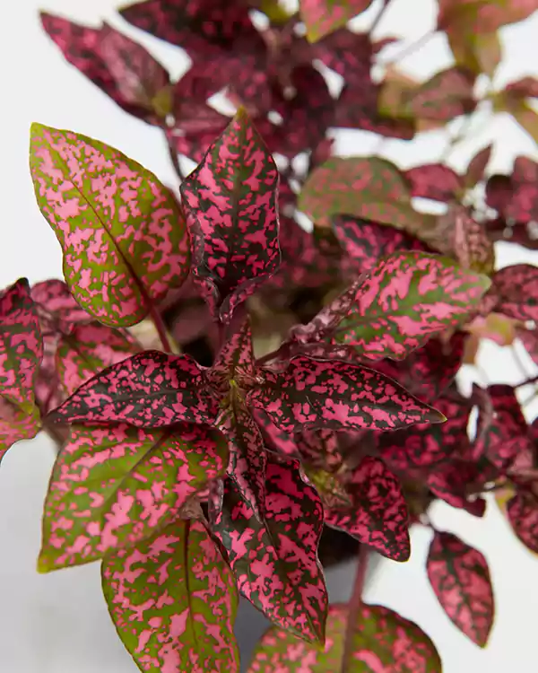 Polka Dot Plant