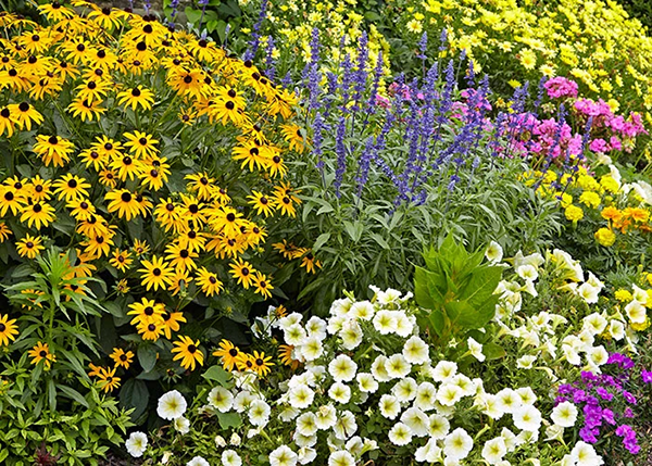 Pollinator-friendly Garden