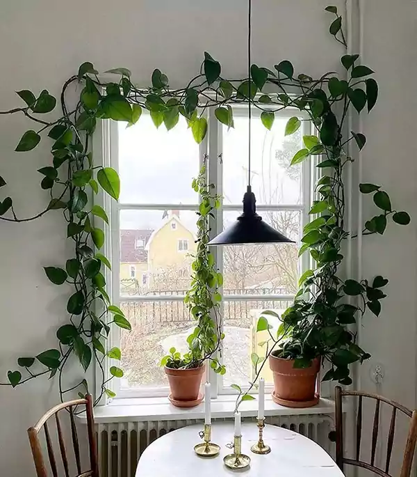 Pothos