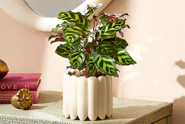 Prayer Plant