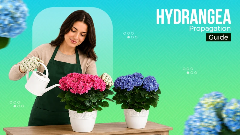 Propagate Hydrangeas