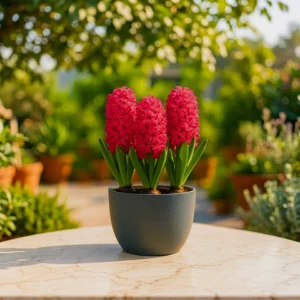 Red Hyacinth Bulbs