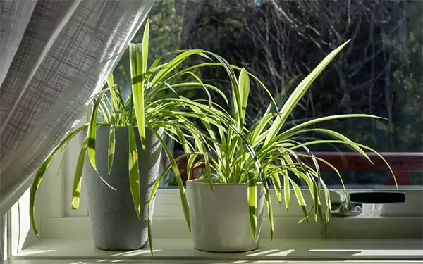 Spider Plant