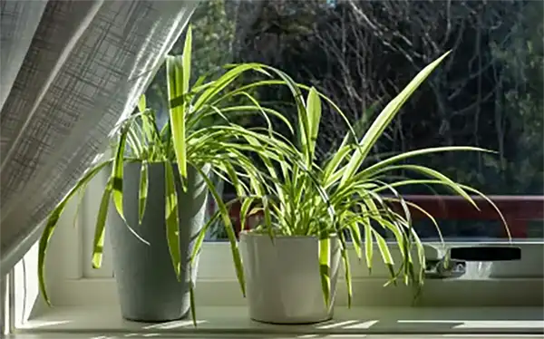 Spider Plant