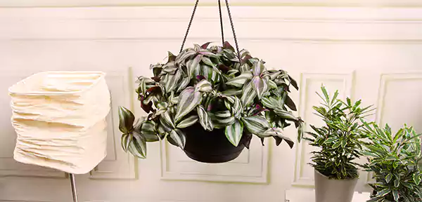 Tradescantia