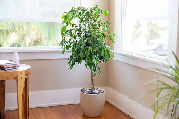 Weeping Fig Plant