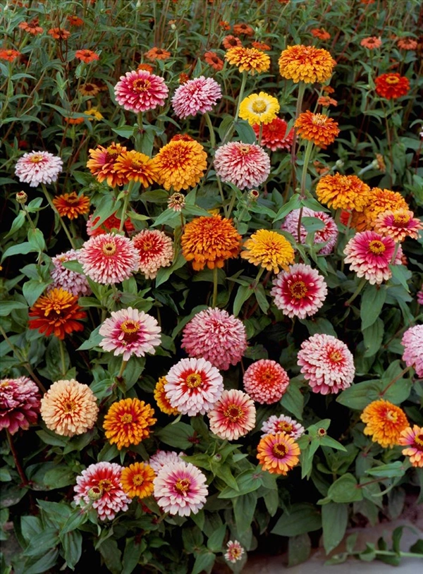 Whirlygig Zinnias 