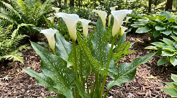 Zantedeschia albomaculata