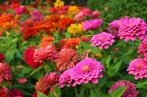 Zinnia Flowers