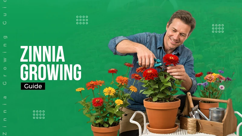 Zinnia Growing Guide
