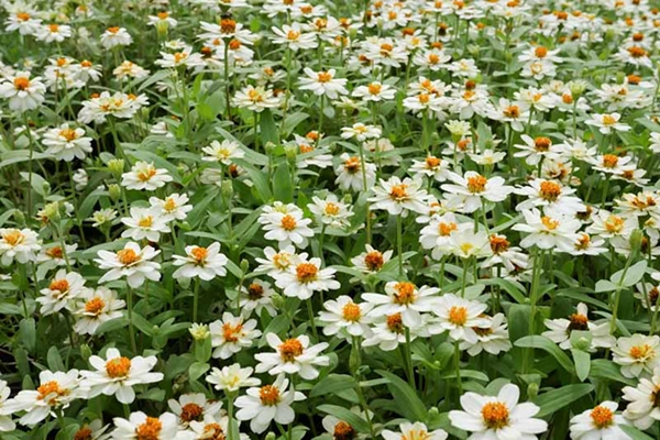Zinnia angustifolia 