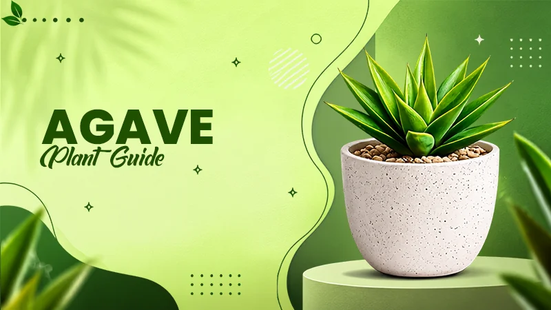 agave plant