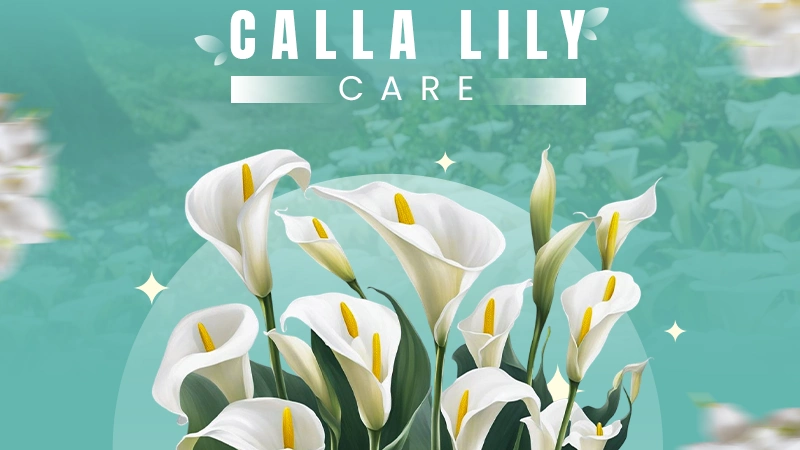 calla lily care