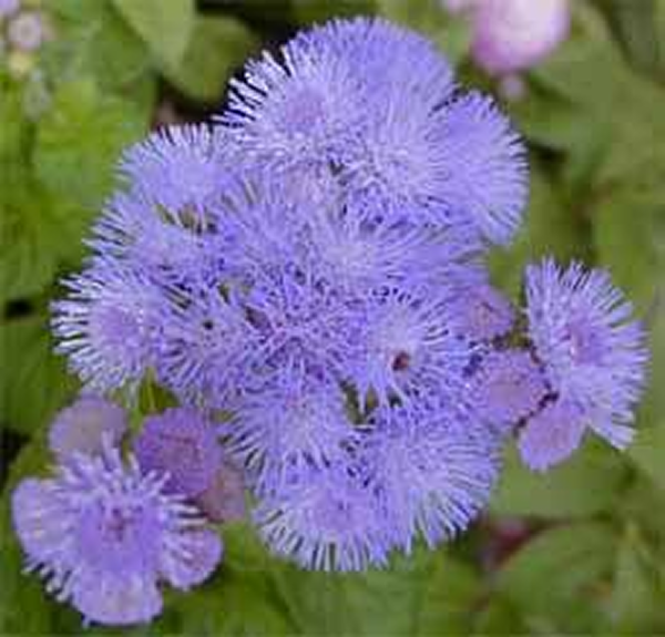 Ageratum, Houstonianum