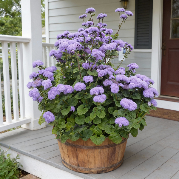 Ageratum