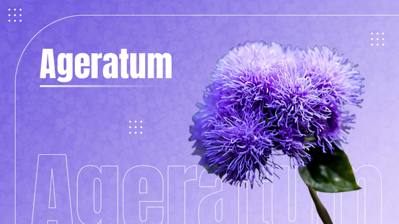 Ageratum
