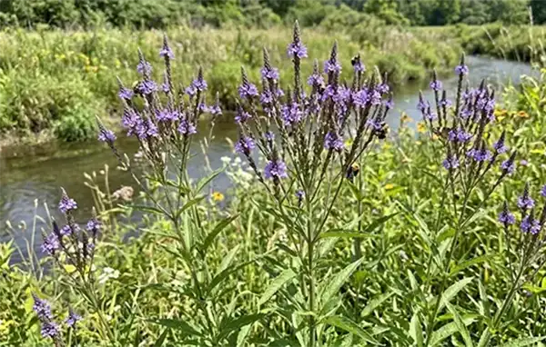 American Blue Vervain
