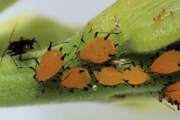 Aphids