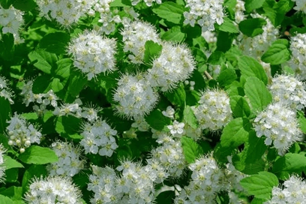 Birchleaf spirea (Spiraea betulifolia)