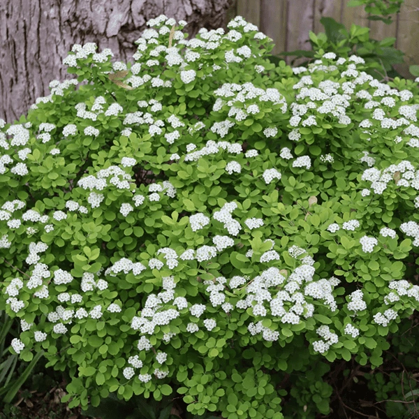 Birchleaf spirea ‘Glow Girl’