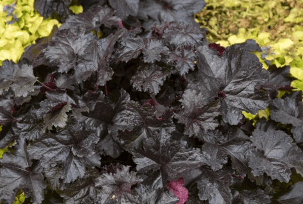 Black Pearl Coral Bells